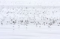 mostly Ashy Storm-Petrels